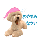 わいわい 愉快なわんちゃんず（個別スタンプ：11）