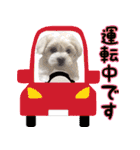 わいわい 愉快なわんちゃんず（個別スタンプ：13）