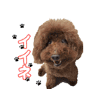 わいわい 愉快なわんちゃんず（個別スタンプ：16）