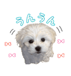 わいわい 愉快なわんちゃんず（個別スタンプ：23）