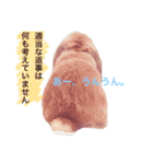 わがまま「ばにちゃん」（個別スタンプ：1）