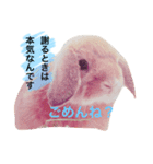 わがまま「ばにちゃん」（個別スタンプ：3）