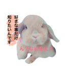 わがまま「ばにちゃん」（個別スタンプ：7）