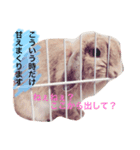 わがまま「ばにちゃん」（個別スタンプ：8）