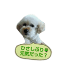 GO！ GO！ 龍ちゃんⅡ（個別スタンプ：6）