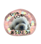 GO！ GO！ 龍ちゃんⅡ（個別スタンプ：11）
