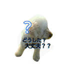GO！ GO！ 龍ちゃんⅡ（個別スタンプ：12）