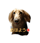 愛犬フワリ(ミニチュアダックスフンド)（個別スタンプ：1）