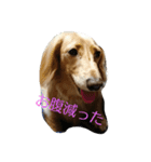 愛犬フワリ(ミニチュアダックスフンド)（個別スタンプ：2）