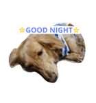 愛犬フワリ(ミニチュアダックスフンド)（個別スタンプ：3）