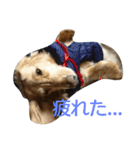 愛犬フワリ(ミニチュアダックスフンド)（個別スタンプ：4）