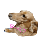愛犬フワリ(ミニチュアダックスフンド)（個別スタンプ：5）