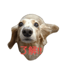 愛犬フワリ(ミニチュアダックスフンド)（個別スタンプ：6）
