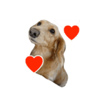 愛犬フワリ(ミニチュアダックスフンド)（個別スタンプ：7）