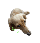 愛犬フワリ(ミニチュアダックスフンド)（個別スタンプ：8）