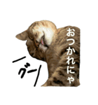 佐藤ちーちゃん（個別スタンプ：9）