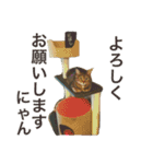 佐藤ちーちゃん（個別スタンプ：12）