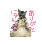 佐藤ちーちゃん（個別スタンプ：14）