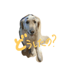 うちのまっくす（個別スタンプ：3）