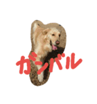 うちのまっくす（個別スタンプ：15）