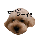 GO！ GO！ 龍ちゃんⅣ（個別スタンプ：5）