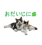 こうご動物病院のおともだち（個別スタンプ：1）