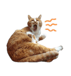 こうご動物病院のおともだち（個別スタンプ：4）