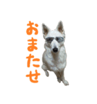 こうご動物病院のおともだち（個別スタンプ：5）