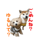 こうご動物病院のおともだち（個別スタンプ：6）