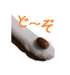 こうご動物病院のおともだち（個別スタンプ：7）
