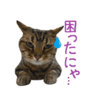 こうご動物病院のおともだち（個別スタンプ：11）
