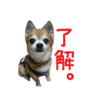 こうご動物病院のおともだち（個別スタンプ：12）