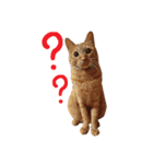 こうご動物病院のおともだち（個別スタンプ：13）
