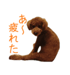 こうご動物病院のおともだち（個別スタンプ：15）