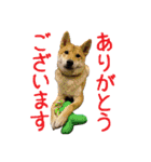 こうご動物病院のおともだち（個別スタンプ：16）