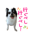 こうご動物病院のおともだち（個別スタンプ：17）
