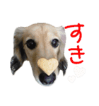 こうご動物病院のおともだち（個別スタンプ：21）