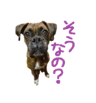 こうご動物病院のおともだち（個別スタンプ：22）