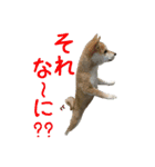 こうご動物病院のおともだち（個別スタンプ：23）
