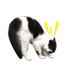 こうご動物病院のおともだち（個別スタンプ：24）