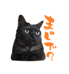 こうご動物病院のおともだち（個別スタンプ：26）