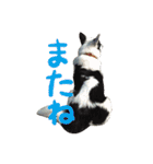 こうご動物病院のおともだち（個別スタンプ：27）