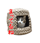 こうご動物病院のおともだち（個別スタンプ：28）