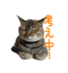 こうご動物病院のおともだち（個別スタンプ：29）