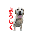 こうご動物病院のおともだち（個別スタンプ：30）