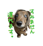 こうご動物病院のおともだち（個別スタンプ：31）