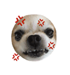 こうご動物病院のおともだち（個別スタンプ：32）