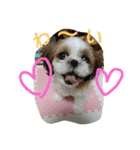 しーずーのリリィ。（個別スタンプ：3）