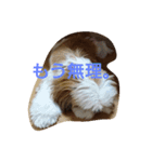しーずーのリリィ。（個別スタンプ：6）