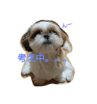 しーずーのリリィ。（個別スタンプ：7）